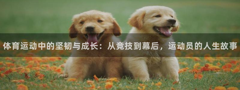 竞技宝电竞首页：体育运动中的坚韧与成长：从竞技到幕后，运动员
