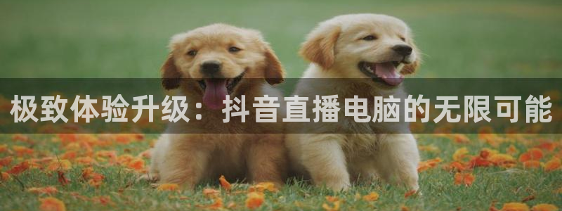 熊猫直播免费视频：极致体验升级：抖音直播电脑的无限可能